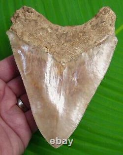MEGALODON TOOTH XL 5 & 5/8 in with DISPLAY STAND MEGLADONE