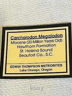 MIOCENE Carcharodon MEGALODON Shark Tooth Fragment Beaufort Co, South Carolina