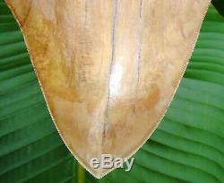 MONSTER 6.85 in. Megalodon Shark Tooth BEST of the BEST INDONEDIAN