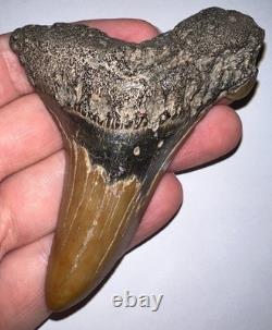 MONSTER AURICULATUS Fossil Shark Tooth 3.6 IN MEGALODON ANCESTOR! NO REPAIR