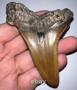 MONSTER AURICULATUS Fossil Shark Tooth 3.6 IN MEGALODON ANCESTOR! NO REPAIR