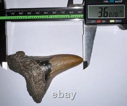 MONSTER AURICULATUS Fossil Shark Tooth 3.6 IN MEGALODON ANCESTOR! NO REPAIR