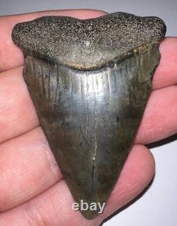 MONSTER Fossil GREAT WHITE SHARK TOOTH 2.46 INCHES Megalodon Era! NO REPAIR
