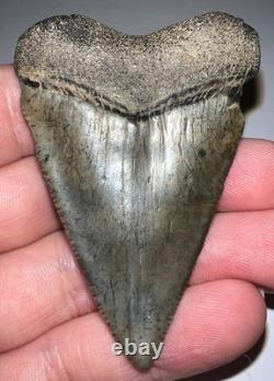 MONSTER Fossil GREAT WHITE SHARK TOOTH 2.46 INCHES Megalodon Era! NO REPAIR