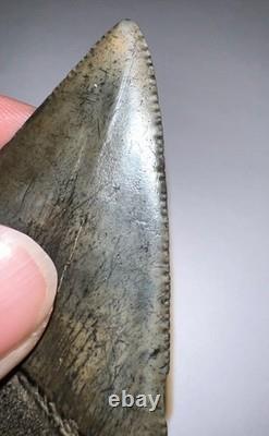 MONSTER Fossil GREAT WHITE SHARK TOOTH 2.46 INCHES Megalodon Era! NO REPAIR