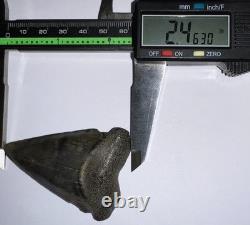 MONSTER Fossil GREAT WHITE SHARK TOOTH 2.46 INCHES Megalodon Era! NO REPAIR
