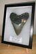 Monster Framed Megalodon Shark Tooth With Display Stand! 5.5 Inches! No Repair