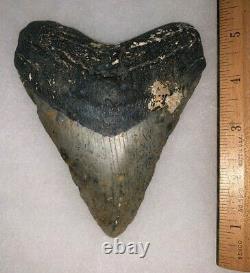MONSTER Framed MEGALODON Shark Tooth with Display Stand! 5.5 INCHES! NO REPAIR
