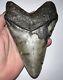 Monster Megalodon Fossil Shark Tooth 6.07 Inches! No Repair