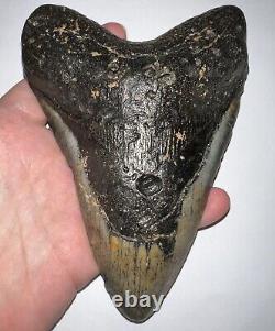 MONSTER MEGALODON Fossil Shark Tooth 6.07 INCHES! NO REPAIR