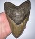 Monster Megalodon Fossil Shark Tooth 6.12 Inches! No Repair! Fantastic Serration