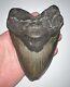 Monster Megalodon Fossil Shark Tooth 6.12 Inches! No Repair! Fantastic Serration