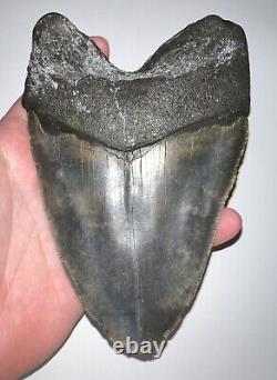 MONSTER MEGALODON Fossil Shark Tooth 6.12 INCHES! NO REPAIR! FANTASTIC SERRATION