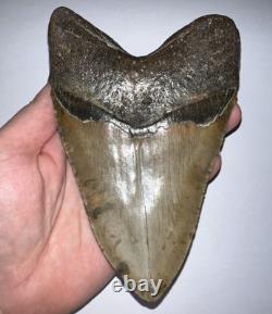 MONSTER MEGALODON Fossil Shark Tooth 6.12 INCHES! NO REPAIR! FANTASTIC SERRATION
