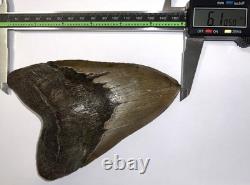 MONSTER MEGALODON Fossil Shark Tooth 6.12 INCHES! NO REPAIR! FANTASTIC SERRATION