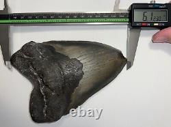 MONSTER MEGALODON Fossil Shark Tooth 6.12 INCHES! NO REPAIR! FANTASTIC SERRATION