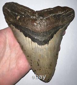 MONSTER MEGALODON Fossil Shark Tooth 6.14 INCHES! Good Serrations! NO REPAIR