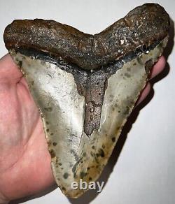 MONSTER MEGALODON Fossil Shark Tooth 6.14 INCHES! Good Serrations! NO REPAIR