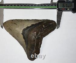 MONSTER MEGALODON Fossil Shark Tooth 6.14 INCHES! Good Serrations! NO REPAIR