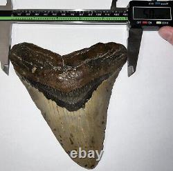 MONSTER MEGALODON Fossil Shark Tooth 6.14 INCHES! Good Serrations! NO REPAIR