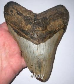 MONSTER MEGALODON Fossil Shark Tooth 6.41 INCHES! NO REPAIR
