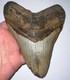 Monster Megalodon Fossil Shark Tooth 6.41 Inches! No Repair
