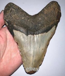 MONSTER MEGALODON Fossil Shark Tooth 6.41 INCHES! NO REPAIR
