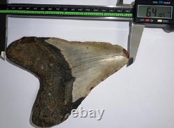 MONSTER MEGALODON Fossil Shark Tooth 6.41 INCHES! NO REPAIR