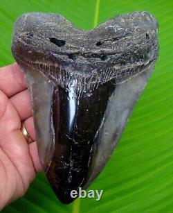 MONSTER Megalodon Shark Tooth 5 & 3/4 with DISPLAY STAND Authentic REAL Fossil
