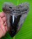 Monster Megalodon Shark Tooth 5 & 3/4 With Display Stand Authentic Real Fossil