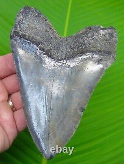 MONSTER Megalodon Shark Tooth 5 & 3/4 with DISPLAY STAND Authentic REAL Fossil