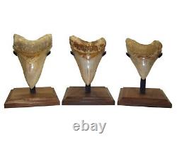 MONSTER Megalodon Shark Tooth 5 & 3/4 with DISPLAY STAND Authentic REAL Fossil