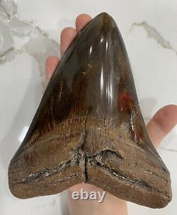 MONSTER Megalodon Shark Tooth XXL OVER 6 inch