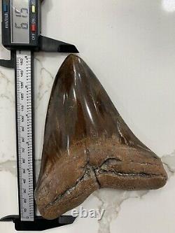 MONSTER Megalodon Shark Tooth XXL OVER 6 inch