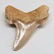 Morocco Rare Auriculatus Shark Tooth 2 & 11/16 In. Megalodon Era