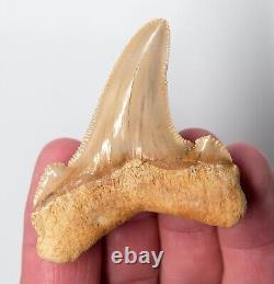 MOROCCO RARE AURICULATUS Shark Tooth 2 & 11/16 in. MEGALODON ERA