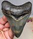 Museum Quality Megalodon Fossil Shark Tooth World Class Great Color And Quality