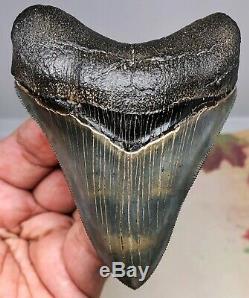 MUSEUM QUALITY Megalodon Fossil Shark Tooth WORLD CLASS GREAT COLOR And Quality