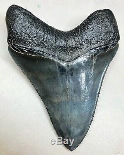 MUSEUM QUALITY Megalodon Fossil Shark Tooth WORLD CLASS GREAT COLOR And Quality