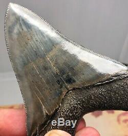 MUSEUM QUALITY Megalodon Fossil Shark Tooth WORLD CLASS GREAT COLOR And Quality