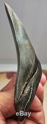 MUSEUM QUALITY Megalodon Fossil Shark Tooth WORLD CLASS GREAT COLOR And Quality