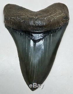 MUSEUM QUALITY Megalodon Fossil Shark Tooth WORLD CLASS Upper Anterior