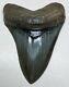 Museum Quality Megalodon Fossil Shark Tooth World Class Upper Anterior