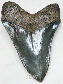 MUSEUM QUALITY Megalodon Fossil Shark Tooth WORLD CLASS Upper Anterior