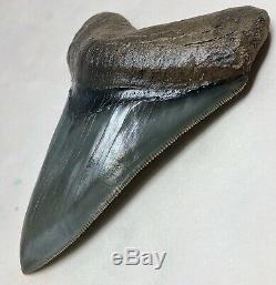 MUSEUM QUALITY Megalodon Fossil Shark Tooth WORLD CLASS Upper Anterior