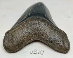 MUSEUM QUALITY Megalodon Fossil Shark Tooth WORLD CLASS Upper Anterior