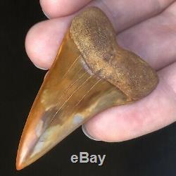 Mako Fossil Shark Tooth BAKERSFIELD Sharktooth Hill Megalodon Teeth Era