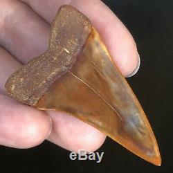 Mako Fossil Shark Tooth BAKERSFIELD Sharktooth Hill Megalodon Teeth Era