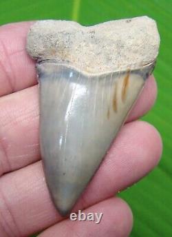 Mako Shark Tooth 2 & 3/8 Exellent Quality Rare Lee Creek Aurora