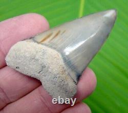 Mako Shark Tooth 2 & 3/8 Exellent Quality Rare Lee Creek Aurora